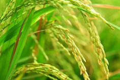 糧食重金屬檢測(cè)儀多少錢(qián)一臺(tái)？
